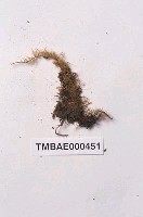 藏品(大羽苔)的圖片